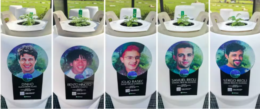 Quase dois meses após o plantio, sementes com cinzas dos Mamonas Assassinas germinam em cemitério de Guarulhos