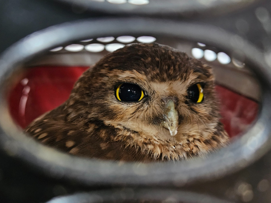 Guarda Ambiental  resgata mais de 1,5 mil animais silvestres em três anos