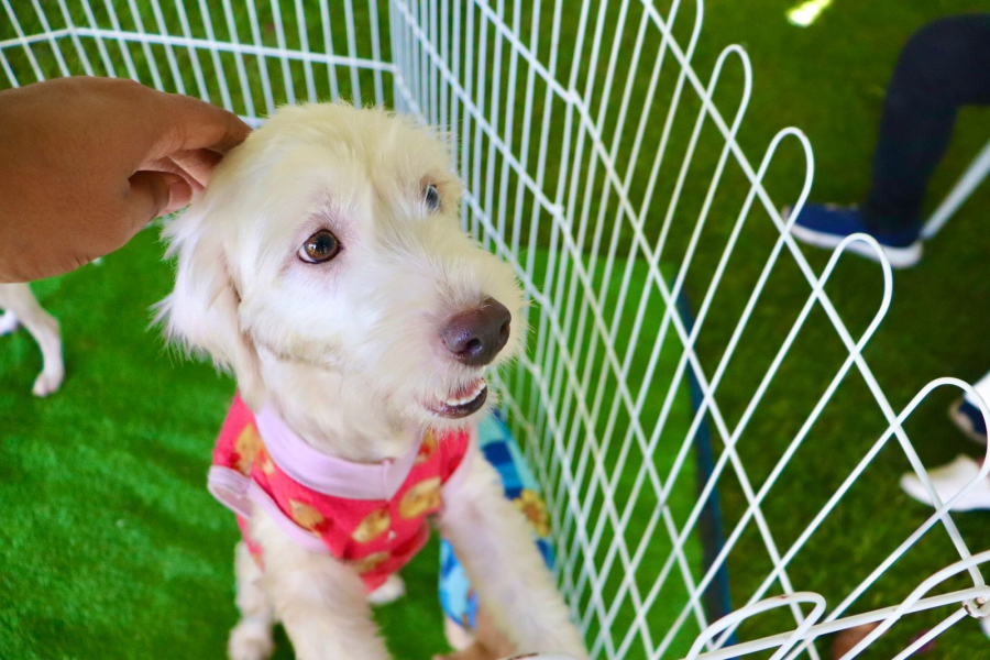 Suzano abre cadastro para campanha de vacinação V4 e V10 destinada a cães e gatos