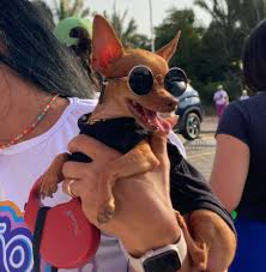 Arujá insere Cãominhada no Calendário de Eventos do Município