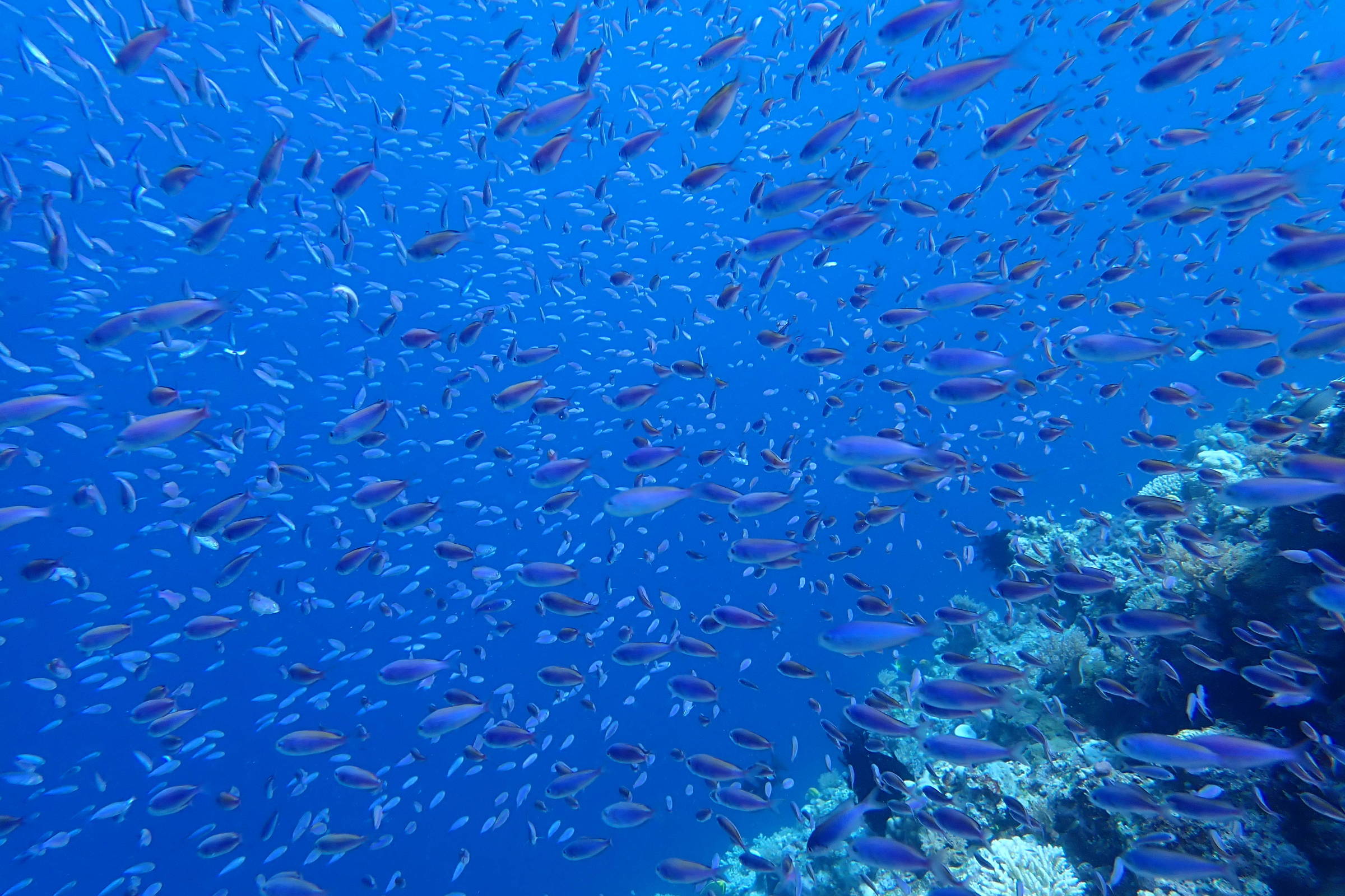 Por que os peixes não têm pelos?