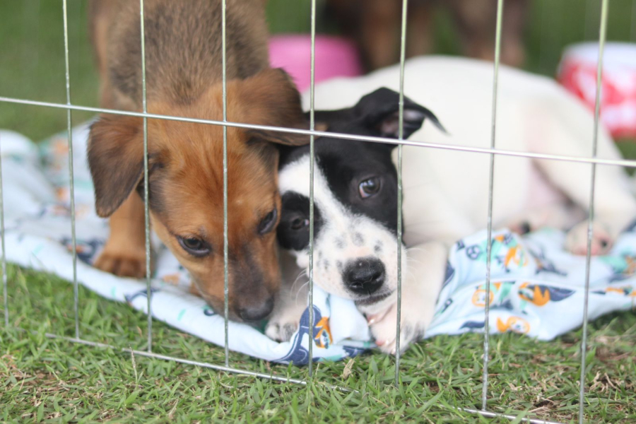 ‘Baby, me Leva!’ promove novo evento de adoção de pets neste domingo (19)