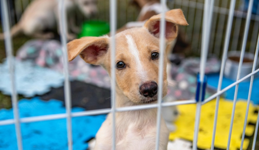 No Dia do Vira-Lata, Núcleo de Bem-Estar Animal  possui mais de 100 pets disponíveis para adoção