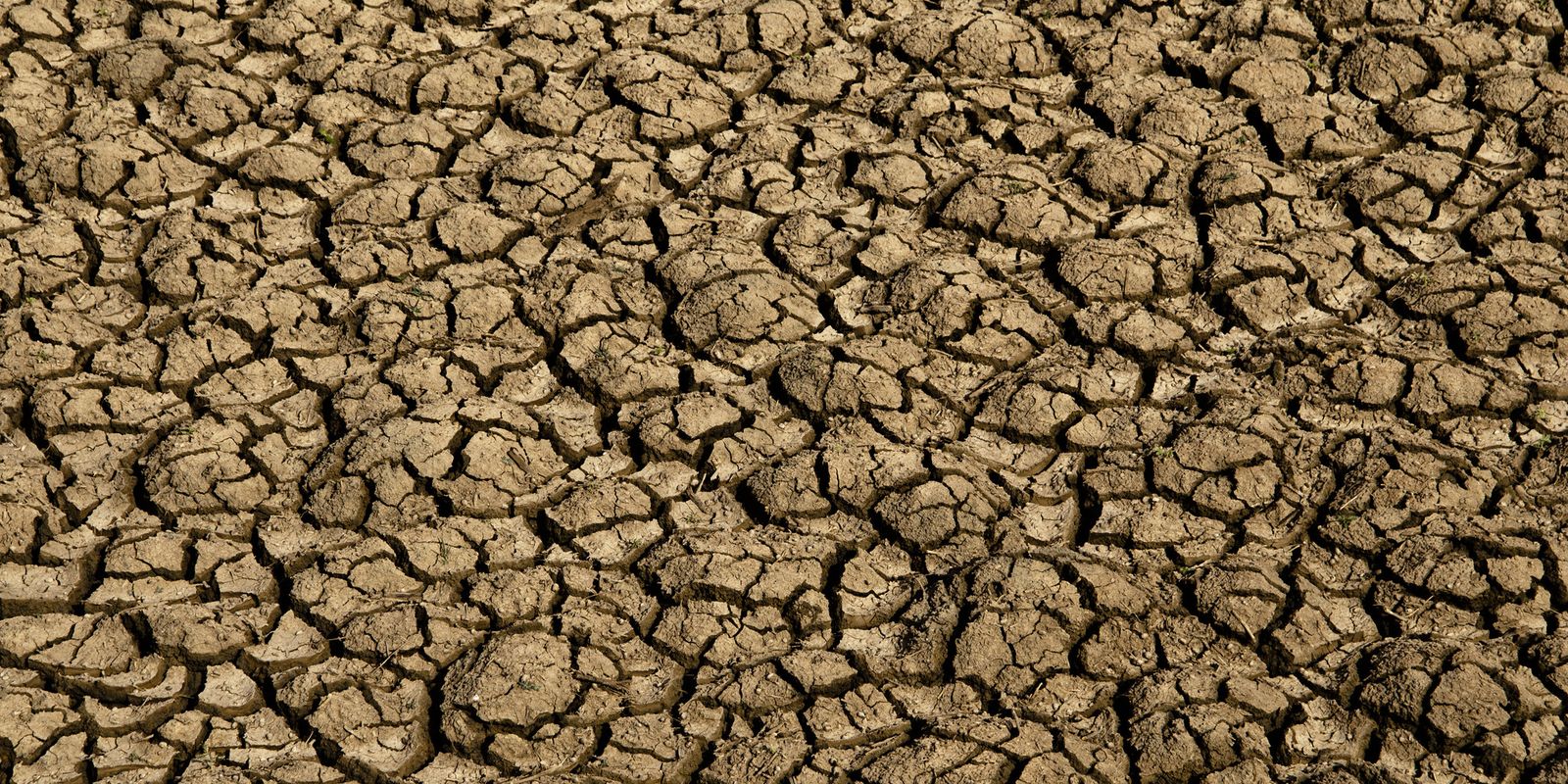 Desertificação no Brasil ameaça segurança hídrica e alimentar
